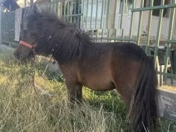 母马, Shetland Pony