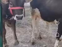 Lembu jantan, Kazakh White-headed cow — foto 2