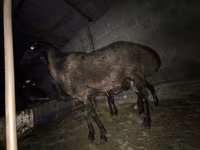 مینڈھا, Hissar sheep — تصویر 4