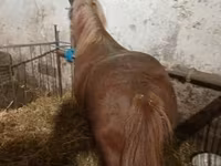 Cavallo, Cavalli — foto 1