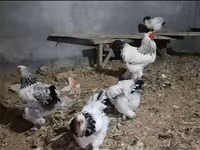 브라마 — 사진 2