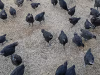 Chickens — عکس 1