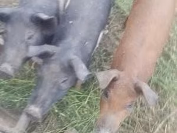 Boar,  — Hungary