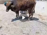 Vacă, Bovine — foto 1