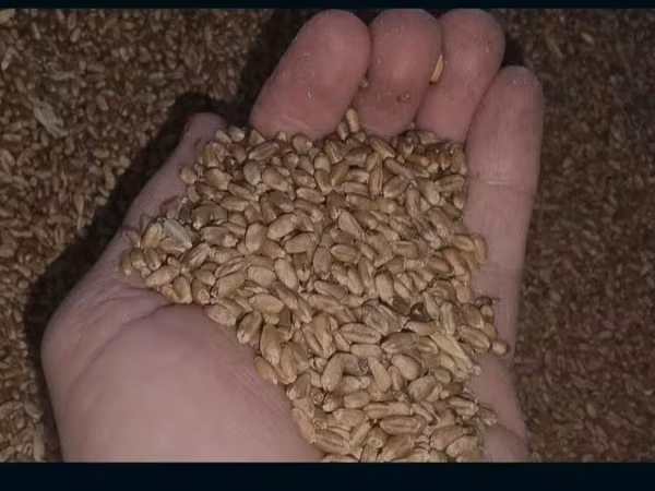 Vînd 500 kg de grîu