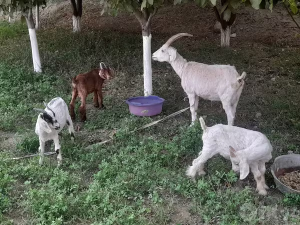 Echki, Alpine goat