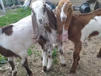 بز نر, Nubian Goat — عکس 5