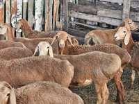 نعجة, Arashan sheep — الصورة 7