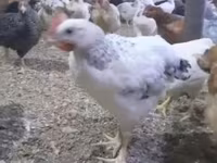 Chickens — Foto 2