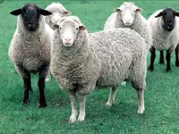 میش, گوسفند — عکس 2