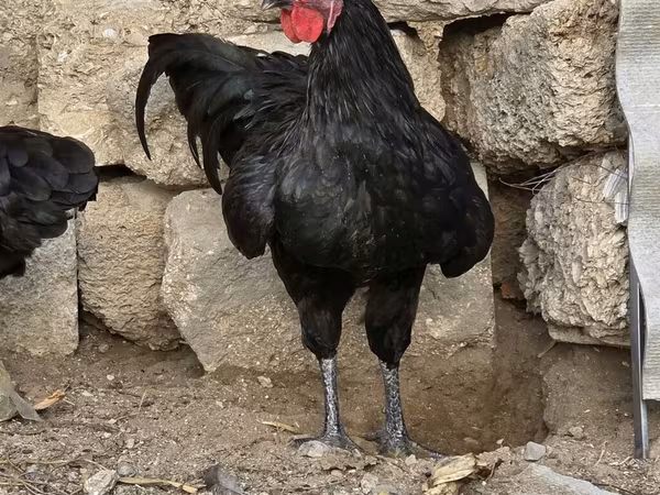استرالیایی پیت گیم فاول