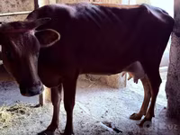 گاو ماده, گاو — عکس 1