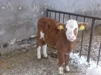 Bik, Simmental cattle — fotografija 7