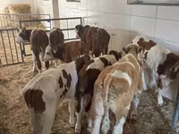 Ng'ombe dume, Simmental cattle — picha 3