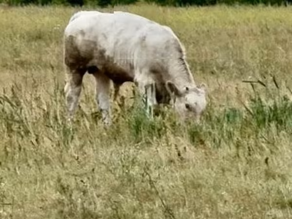 Bull, Hungarian Grey breed — Hungary