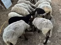 میش, Dorper sheep — عکس 5