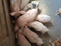 Babi betina, Pigs — foto 2