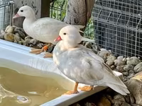 Ducks — foto 2