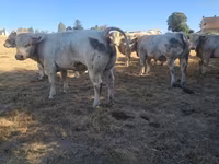 Bull, Cast cow — photo 2