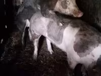 Säue, Пьетрен — Foto 2