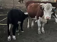 Bulle, Simmental cattle — Foto 1