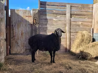 قوچ, Hissar sheep — عکس 2