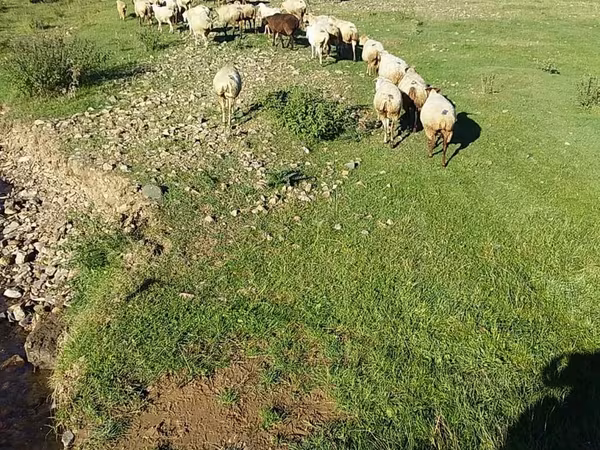 میش, گوسفند