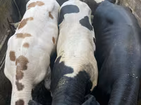 ষাঁড়, Russian Black pied cattle — ছবি 1