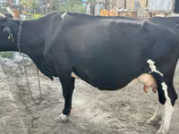 گاو ماده, Russian Black pied cattle — عکس 1