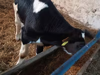 Bou, Russian Black pied cattle — foto 2