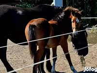 Klisna, Haflinger — foto 1