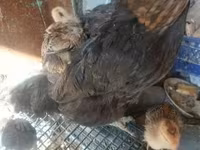 Chickens — sawirka 2