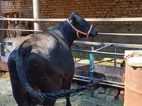 Vaca, Aberdeen-Angus — foto 5