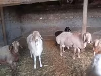 قوچ, Rhon sheep — عکس 1