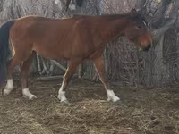 Merrie, Kazakh horse — foto 4