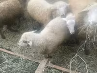 Ոչխար, Ոչխարներ — լուսանկար 2