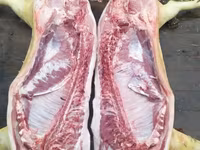 Cinghiale, Maiali — foto 2