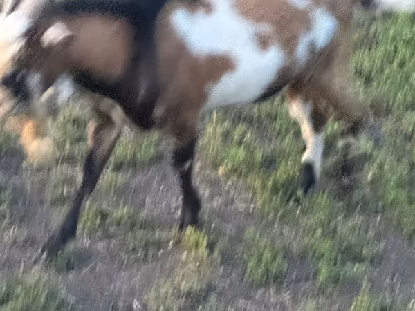 Billy Goat, Goats
