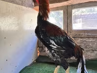Chickens — 照片 4