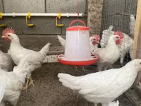 Leghorn — Foto 1