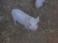 Babi betina, Вьетнамская вислобрюхая — foto 1