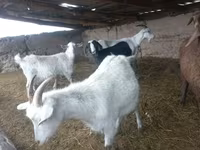 Capra, Capre — foto 4