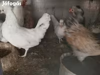 Chickens — عکس 1