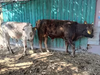 วัวตัวผู้, Simmental cattle — รูปภาพ 7