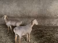 میش, Hissar sheep — عکس 2