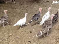 Turkeys — 사진 3