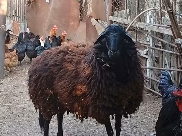 میش, Karabakh sheep