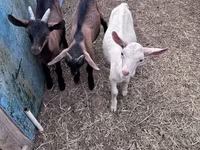 بز نر, Saanen goat — عکس 8