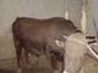 Lembu jantan, Red Steppe Cow — foto 8
