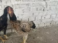Chickens — foto 2